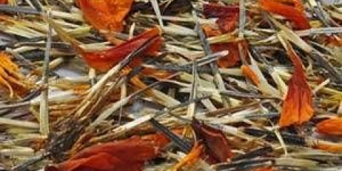 Kako sakupiti sjemenke nevena kod kuće